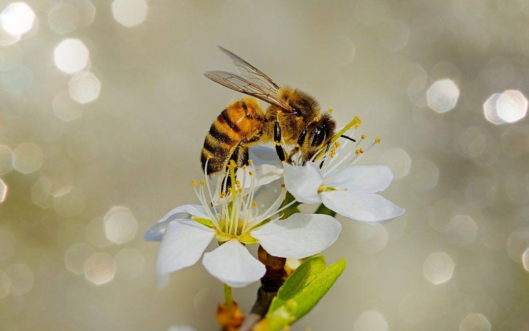 Biene auf Pollensuche